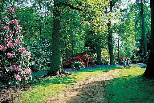 bowood_house_rhododendrons.jpg
