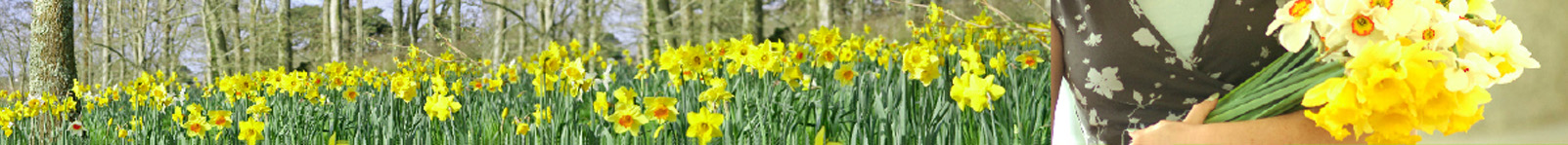 fentongollan_farm__wide_daffodils.jpg