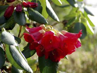 scottishrhododendronsociety.jpg