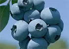 thompson-and-morgan-blueberries.jpg