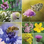 thomson_and_morgan_wildflower-collection.jpg
