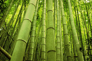 bamboo_11