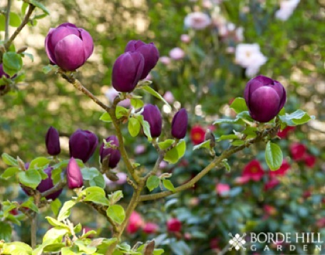 borde_hill_black_tulip_magnolia_watermark_