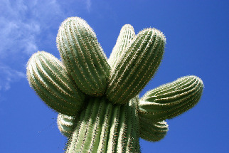 cactus_3