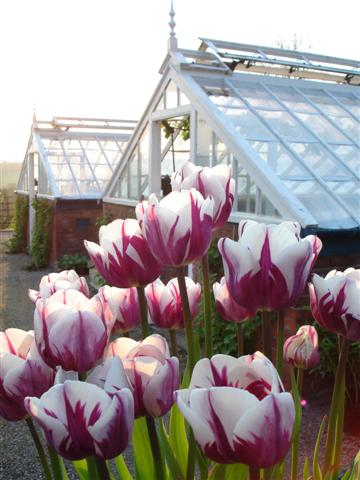 chatsworth_house_trustkitchen_garden_tulips_small.jpg