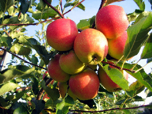 fruittreeapple.jpg