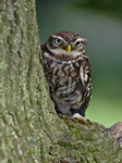 harper_asprey_wildlife_rescue_owl