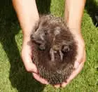 harper_asprey_wildlife_rescuehedgehog.jpg