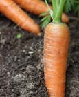 harrod_organic_carrot.jpg