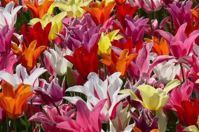 lily_flowering_tulip_mixture_small.jpg