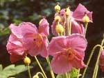 meconopsis_group