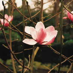 melbourne_hall_magnolia