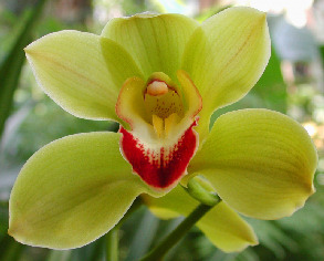 orchidyellow_4