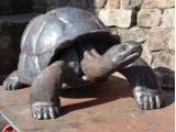 owen_cunningham_giant_tortoise_thumbnail