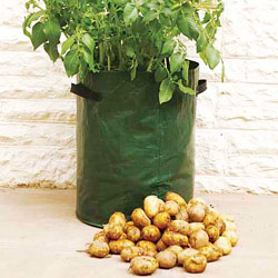 recycle_works_potato_40