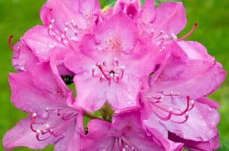 rhododendron_4
