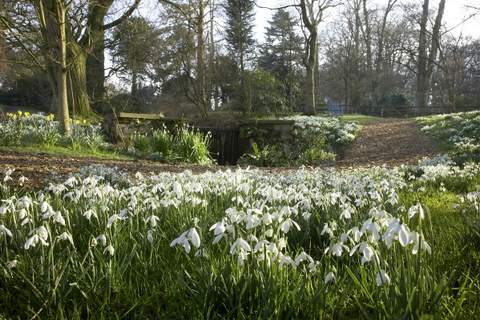 rode_hall_low_res_snowdrops_012.jpg