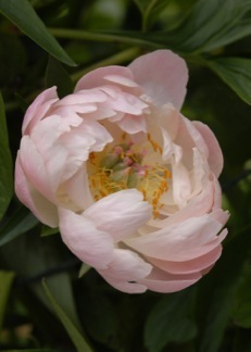 spetchley_park_paeonia_madame_claude_tain_.jpeg