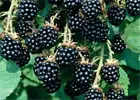 thompson-and-morgan-berries.jpg