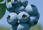 thompson-and-morgan-blueberries.jpg