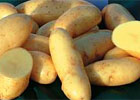 thompson-and-morgan-potatoes.jpg