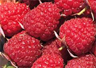 thompson-and-morgan-raspberries.jpg