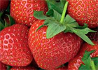 thompson-and-morgan-strawberries.jpg