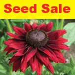 thomson_and_morgan_seed-sale-new.jpg