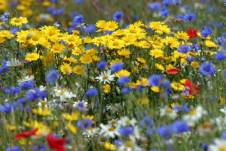 wildflowers.jpg