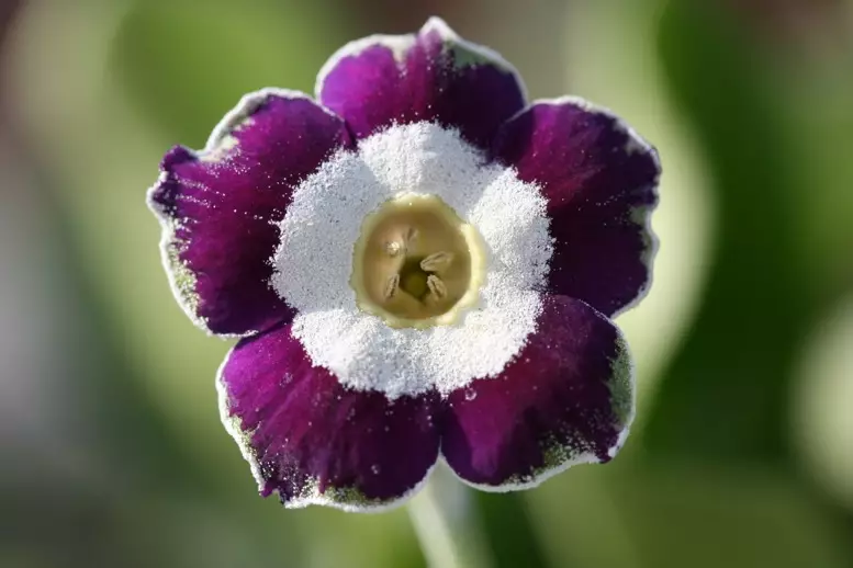 woottens_auricula_blue_chip8247low_res.jpeg