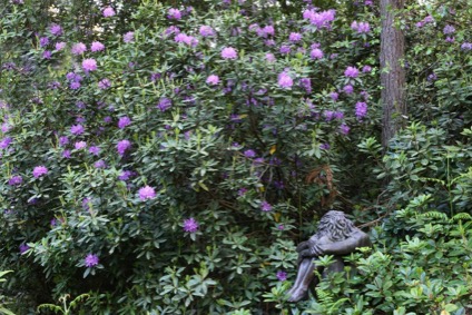sculpture_park_rhododendrons_at_the_sculpture_park_churt_2.jpeg