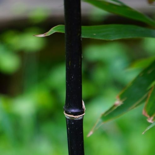 1 Primrose black bamboo
