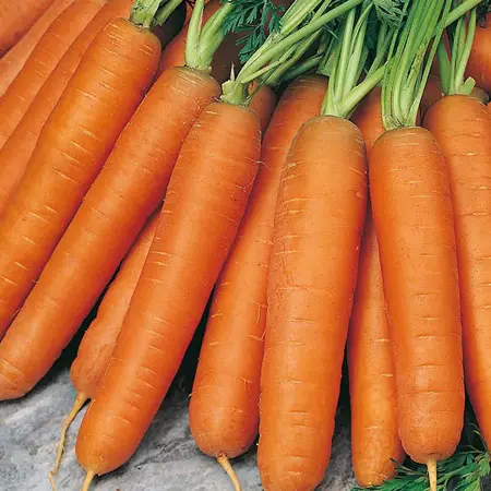 1 Primrose vegetable seeds carrotslow res